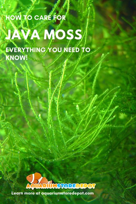 Moss Christmas, Java Moss, Aquarium Store, Freshwater Aquarium Plants, Sea Monkeys, Aquarium Maintenance, Moss Plant, Shrimp Tank, Floating Plants