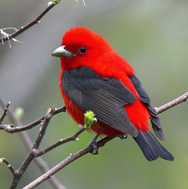 I saw a Scarlet Tanager this morning while birding at the Bass Ponds! This particular photo is from Google Images. Scarlet Tanager, Kinds Of Birds, Nature Birds, All Birds, Bird Pictures, Exotic Birds, Pretty Birds, Red Birds, Bird Photo