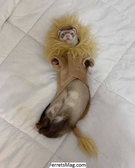 Ferret Clothes, Pet Shark, Baby Ferrets, A Ferret, Pet Ferret, Cute Ferrets, Cute Small Animals, Cute Kawaii Animals