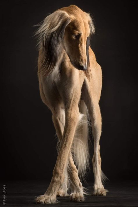 Saluki by Paul Croes Saluki Dogs, Regard Animal, Pretty Dogs, Old Dogs, Dog Photography, Whippet, Beautiful Dogs, Greyhound, Dog Pictures