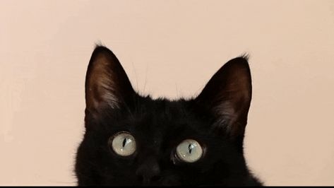 Black Cat Gif, Cat Staring, Cat Urine Remover, Cute Black Cat, Cat Urine, Cat Spray, Image Chat, Staring At You, Animal Cute