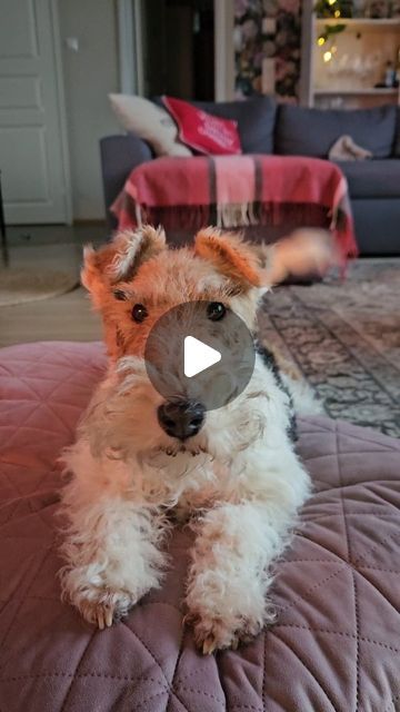 Wirehaired Fox Terrier, Wire Fox Terrier, Funny Pets, Michael Buble, Fox Terrier, Jingle Bells, Fur Babies, Funny Animals, Fox