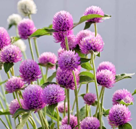 Gomphrena globosa 'Ping Pong Pink' (Globe Amaranth) Gomphrena Globosa, Pink Globe, Seed Growing, Single Flowers, Globe Amaranth, Beneficial Insects, Buy Plants, Container Flowers, Amaranth