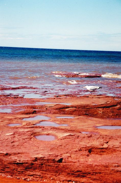 PEI's famous red sand beaches #ExpediaThePlanetD Figurative Poses, Canada Aesthetic, Beach Red, Red Sand Beach, Red Sand, Red Beach, Travel Canada, Character Aesthetics, Travel Bug