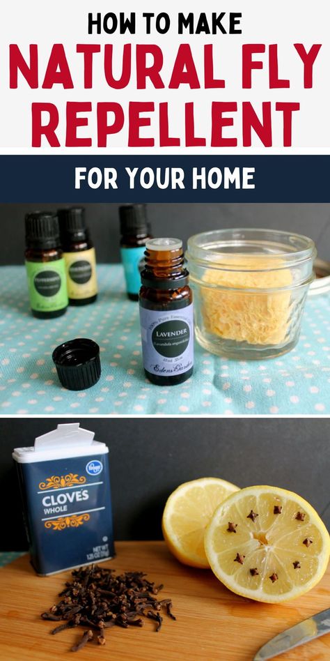 Tips to get rid of flies. How to repel flies. Easy natural fly repellent recipe. Essential Oils For Flies In The House, Spray For Flies Outside, What Essential Oils Repel Flys, Essential Oils For Flies Outside, Essential Oil For Flies, Get Rid Of Flies Outside Diy, Natural Ways To Get Rid Of Flies, Essential Oils To Get Rid Of Flies, Fly Repellant Diy Outdoors Essential Oil