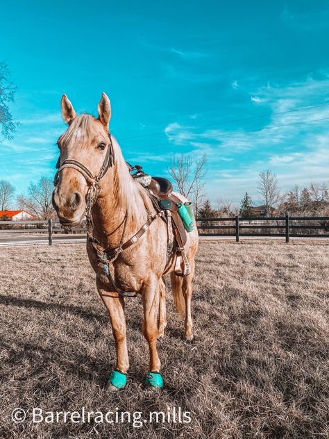 Palomino Horse Tack Color, Palomino Barrel Horse, Palomino Horse Tack, Rodeo Aesthetic, Barrel Horses, Palomino Horses, Pictures With Horses, Cowgirl Stuff, Country Backgrounds