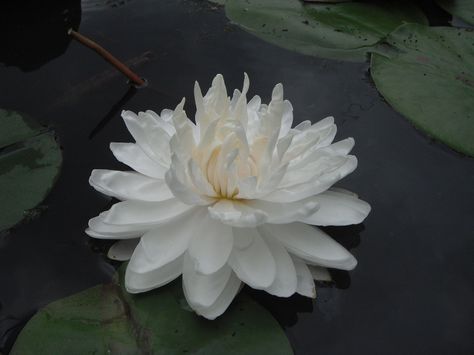 Water lily Theme Nature, Nothing But Flowers, Flower Therapy, No Rain, Pretty Plants, Nature Aesthetic, Green Aesthetic, Flower Pictures, White Flower