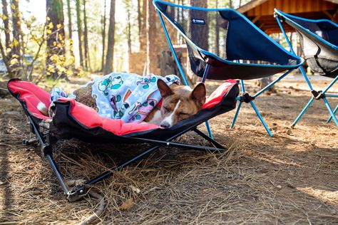 Our Basenji taking a nap in a Coleman Dog Bed and Helinox chair :) Camp Chairs, Dog Shots, Black Dogs, Expedition Portal, Giant Schnauzer, Mini Schnauzer, Camping Chairs, Black Dog, Mini Me