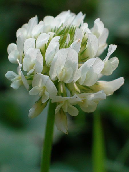 Field Of Clovers, White Clover Tattoo, White Clover Tattoo Flower, White Clover Drawing, White Clover, Clover Blossom, Clover Aesthetic, White Clover Flower, Clover Seed