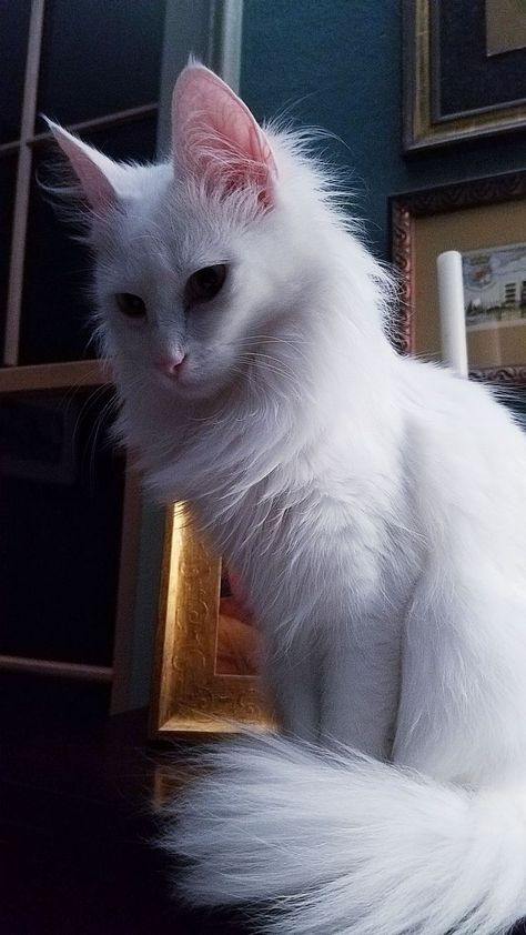 My Persian White cat, she has short tail, small forward tilting ears، small legs, and round eyes. White Cat Reference, Long Hair White Cat, White Angora Cat, White Siberian Cat, All White Cat, White Cat Photography, White Turkish Angora, White Long Haired Cat, Pretty White Cat