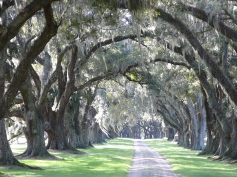 6. That South Carolina alluring combination of Oak Trees and Spanish Moss. Spanish Moss Trees, 7 Wonders Of The World, Congaree National Park, Angel Oak, 7 Wonders, Long Driveways, Live Oak Trees, Castle Designs, Oak Trees