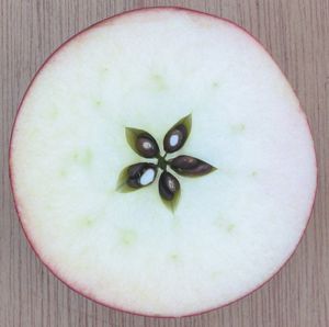 There are stars in your apples #roshhashanah #highholidays #apples #pjlibrary #jewish Apple Font, Thanksgiving Cornucopia, Apple Cut, Apple Theme, Apple Seeds, Cross Section, Tree Tattoo, Apple Slices, Apple Tree