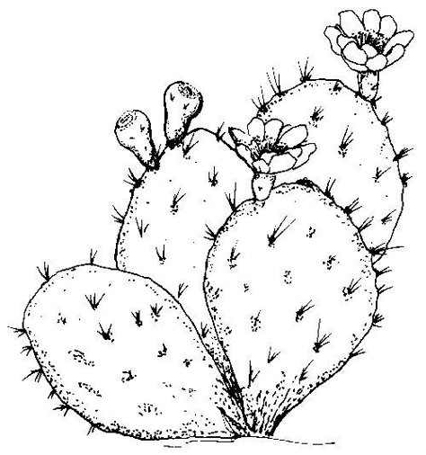 Texas Symbols, Cactus Tattoo, Cactus Drawing, Cactus Painting, Green Cactus, Cactus Art, Southwest Art, Desert Plants, Flower Coloring Pages