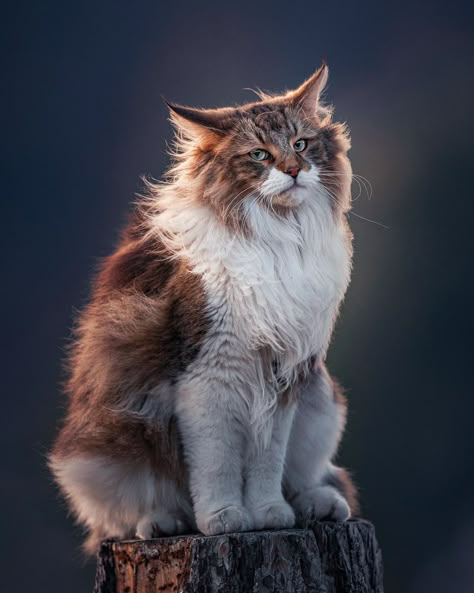 Cat Cupboard, Interesting Cats, Majestic Cat, Cat References, Cat Anatomy, Cat Reference, Norwegian Forest, Warrior Cats Art, Gorgeous Cats