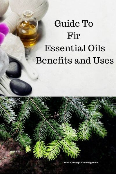 A Guide To Fir Essential Oil and Its Benefits and Uses in Aromatherapy Fir Essential Oil, Oil For Cough, Coriander Essential Oil, Yarrow Essential Oil, Fir Needle Essential Oil, Grand Fir, Roman Chamomile Essential Oil, Copaiba Essential Oil, Essential Oils For Pregnancy