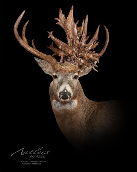 Antler Replicas Hunting Whitetail Deer Taxidermy Wildlife Display Hunting Trophy Antler Repair World Record Copyright 2018, Kaiser Lebrecht, LLC / Antlers by Klaus. All rights reserved. All Images and Text are protected by U.S. and International Copyright Law. Mathews Bows, Deer Mount Ideas, Deer Taxidermy, Buck Antlers, Deer Camp, Deer Mounts, Whitetail Bucks, World Record, Whitetail Deer