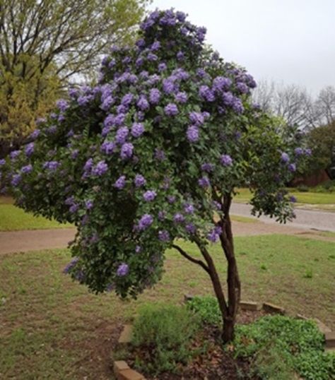 Arbor Landscaping, Texas Mountain Laurel, Drought Tolerant Trees, Texas Landscaping, Texas Native Plants, Laurel Tree, Texas Gardening, Mountain Laurel, Garden Arbor