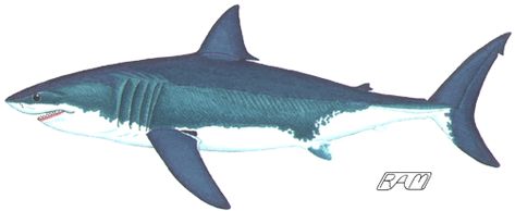 Fire in the Belly - Warm-bodied Sharks Shark Drawing Side View, Shark Side View, Great White Shark Drawing, Side View Drawing, Marine Turtle, Shark Tale, Shark Drawing, Small Shark, Shark Tattoos