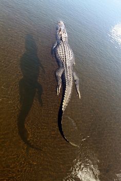 Alligator; In CoCoNut Creek Community Center's Man-Made Lake InBetween WindMill's Park-CoCoNut Creek,Florida. Amazing Animal Pictures, Crocodiles, Reptiles And Amphibians, Amazing Animals, Wild Life, Animal Planet, Animal Photo, Nature Animals, Wild Animals