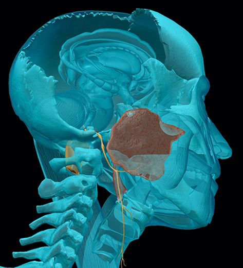 cranial-nerves-09-glossopharyngeal Cranial Nerves How To Remember, Brain And Cranial Nerves, Recurrent Laryngeal Nerve, Cranial Nerves Anatomy, Glossopharyngeal Nerve, Hypoglossal Nerve, Axillary Nerve, The Vagus Nerve, Enteric Nervous System