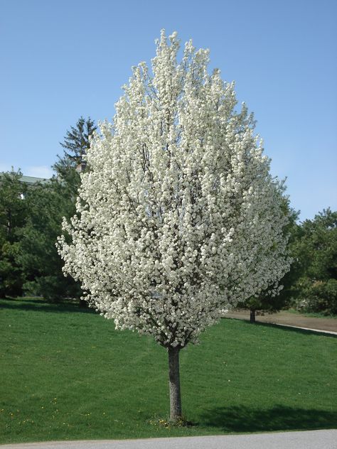 Ornamental Pear Tree Varieties | Javascript is required to view this map. Ornamental Pear Tree, Bradford Pear Tree, Flowering Pear Tree, Spring Flowering Trees, Dogwood Tree, Street Trees, Pear Trees, Pear Tree, Ornamental Trees