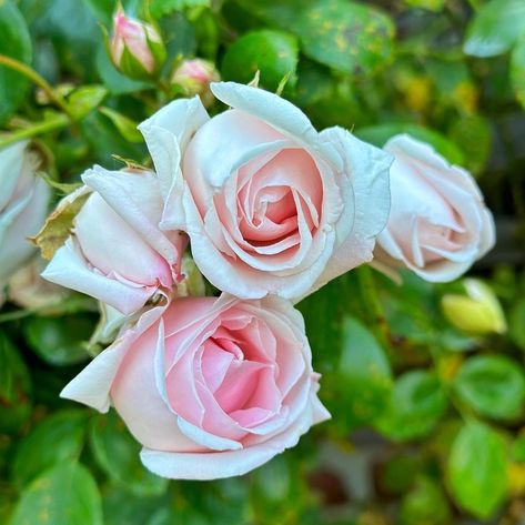 New Dawn Rose, New Dawn Climbing Rose, Rose Nursery, Climbing Rose, Rose Care, Rose Varieties, Beautiful Red Roses, Rose Bush, Climbing Roses