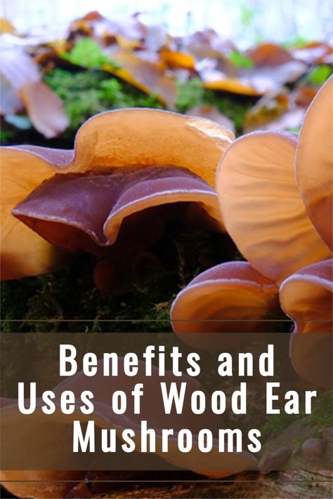 Wood ear mushrooms are strange-looking fungi, but they are edible and have various benefits for health. They grow in many areas worldwide but are especially common in Asia, where they are widely cultivated and consumed. This article explains wood ears’ nutritional value, beneficial properties, and more. Read on for our in-depth guide. Wood Ear Mushroom, Benefits Of Mushrooms, Ear Mushroom, Health Benefits Of Mushrooms, Mushroom Benefits, Maitake Mushroom, Edible Mushrooms, Herbal Apothecary, Herbal Magic