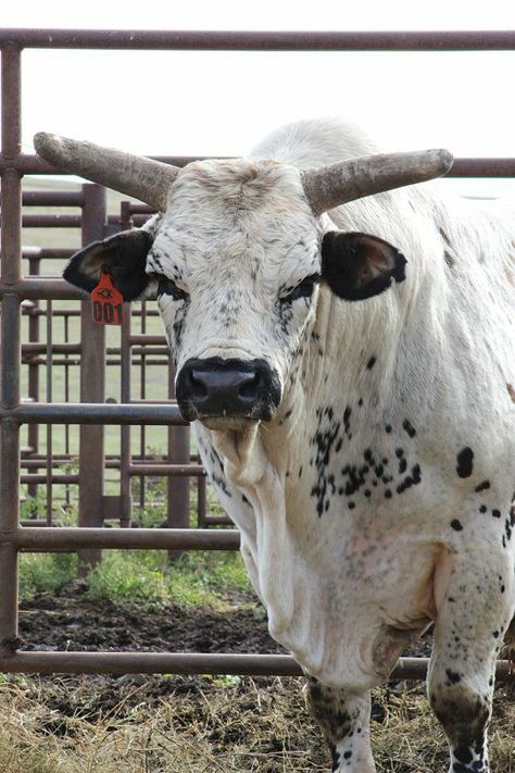 Brahman Cattle, Diesel Trucks Ford, Sneakerhead Room, Bucking Bulls, Animals Quotes, Trucks Ford, Life On The Farm, Animals Farm, Bull Riding