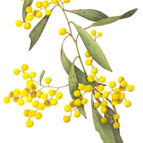 Acacia+pycnantha+-+Golden+Wattle Golden Wattle, Australian Wildflowers, Australian Flowers, Australian Native Flowers, Australian Plants, Australian Native Plants, Australian Flora, Illustration Botanique, Plant Drawing