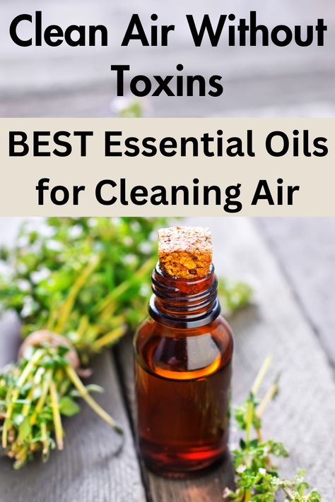 best essential oil for cleaning Essential Oils For Cleaning Air, Essential Oil To Clean The Air, Essential Oils For Clean Air, Diy Air Purifier Essential Oils, Essential Oils To Purify The Air, Air Purifying Essential Oil Blend, Best Essential Oils For Cleaning, Air Purifying Essential Oils, Clean With Essential Oils