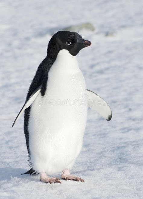 Different Types Of Penguins, Types Of Penguins, Macaroni Penguin, Galapagos Penguin, Humboldt Penguin, African Forest Elephant, Chinstrap Penguin, Penguin Images, Penguin Species