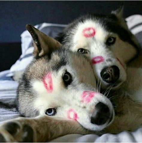 Huskies in love! Kiss Marks, Cute Husky, Siberian Huskies, Husky Dogs, Siberian Husky, Dogs Puppies, Adorable Animals, Wolves, Too Cute