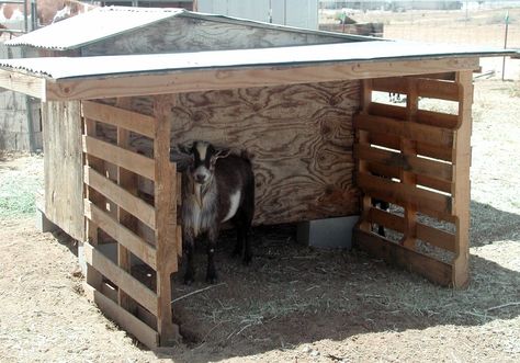 Build a patio area next to your goat’s shelter! Dig holes along the patio sides, stand wood pallets in the holes and attach the sides of the pallets to the wall of your goat’s shelter. Cut a piece Goat Benefits, Pallet Shelter, Goat Shelters, Pasture Shelter, Goat Ideas, Sheep Pen, Pygmy Goats, Goat Shed, Goat Shelter