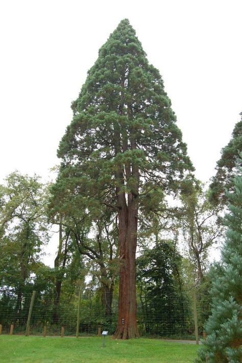 John J. Tyler Arboretum, picture by Derek Ramsey, 2006-09-23 Sequoiadendron Giganteum, Sequoia Sempervirens, Dinosaur Garden, Giant Sequoia Trees, Coniferous Trees, Coast Redwood, Coastal Redwood, Giant Sequoia, Redwood Trees