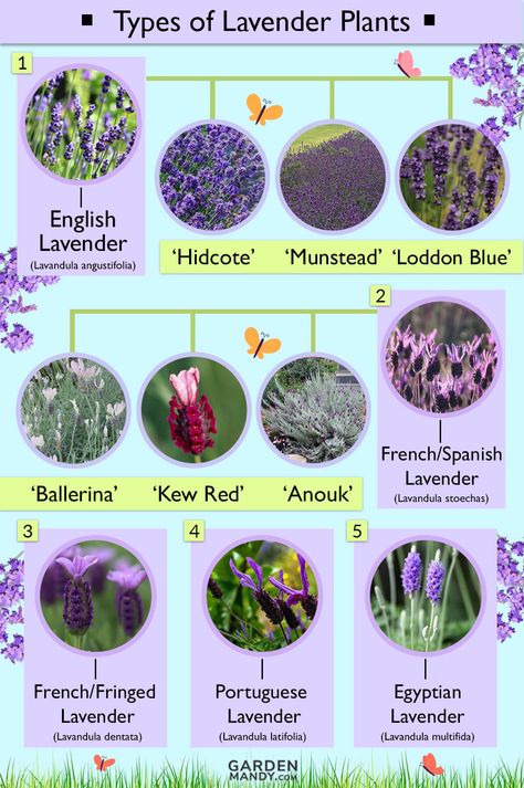 List of Different Types of Lavender Plant with Pictures Backyard Border, Types Of Lavender Plants, Types Of Lavender, Lavender Plant Care, Office Workouts, Lavender Hidcote, Lavender Types, Lavender Hedge, Spanish Lavender