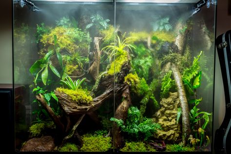 https://flic.kr/p/oNHig4 | Rainforest Vivarium with fogger and Misting system in operation | This is our enclosure for our Southern Angle Headed Dragon. The Fogger and Misting System are on timers and operating during this shot. Rainforest Vivarium, Dart Frog Tank, Crested Gecko Vivarium, Pictures Of Reptiles, Gecko Vivarium, Frog Tank, Misting System, Crested Geckos, Dart Frogs