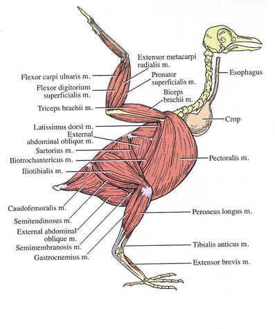 Pigeon Anatomy, Avian Anatomy, Chicken Anatomy, Owl Skeleton, Bird Anatomy, Muscle Diagram, Anatomy Images, Vet Medicine, Vet School