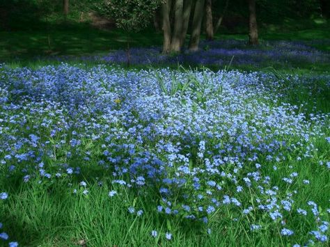 Pretty Plants Are Friends, Theme Nature, English Country Gardens, Samos, Country Gardening, Forget Me Not, Pretty Places, Love Flowers, Pretty Flowers