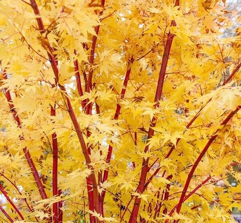 Japanese Maple Tree Landscape, Coral Bark Maple, Maple Tree Landscape, Acer Trees, Maple Tree Seeds, Coral Bark Japanese Maple, Trees For Front Yard, Japanese Garden Ideas, Flowering Cherry Tree