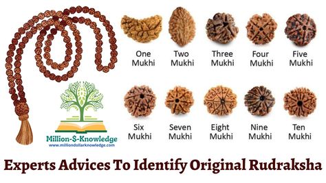 original rudraksha, original rudraksha mala, rudraksha benefits, rudraksha beads spiritual, rudraksha bracelet for women, rudraksha breslet for men, rudraksha beads meaning, rudraksha jewelry, rudraksha ek mukhi, ek mukhi rudraksha pendant Rudraksha Beads, Crystal Collection, To Learn, Benefits, Reading, Beads, The Originals