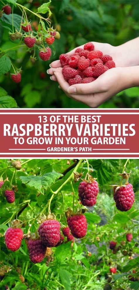 Raspberries mean summer's here, and it's time to grow your own. Whether you want to eat them fresh, bake them into a pie, or can homemade preserves, there's something for everyone. To find the best everbearing or summer bearing cultivar for your growing zone, in a variety of colors, read more now on Gardener's Path. Raspberry Growing, Trees Backyard, Greenhouse Flowers, Blueberry Gardening, Homemade Preserves, Nut Trees, Growing Raspberries, Raspberry Plants, Edible Gardening