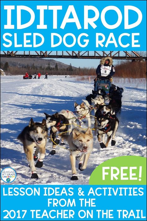 Engage your elementary students with the famous Iditarod Dog Sled Race in Alaska. From math to reading, and all subject inbetween, your students will not even realize they are learning! Read about my top 5 lessons from my year at the 2017 Iditarod Teacher on the Trail. Iditarod Activities For Kids, Iditarod Lessons, Iditarod Activities, Elementary Social Studies Lessons, Upper Elementary Social Studies, Elementary Geography, Primary School Classroom, Alaskan Wilderness, Dog Sled