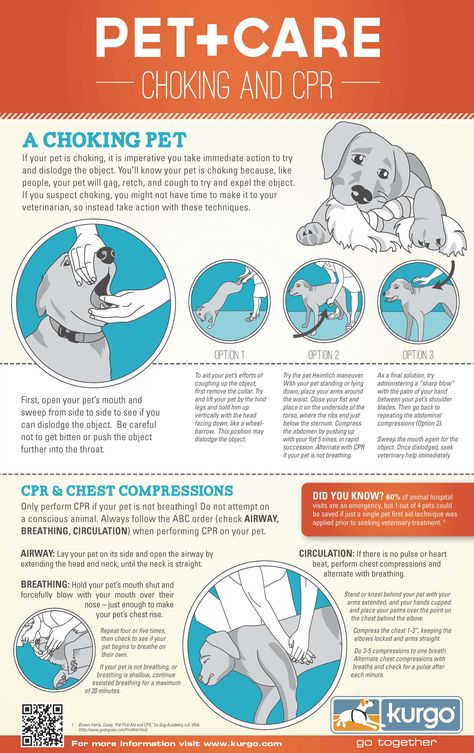 If your pet is choking, it is imperative you take immediate action to try and dislodge the object. You'll know your pet is choking because like people, your pet will gag, retch and cough to try and expel the object. Cpr Infographic, Wag The Dog, Dog Information, Dog Tips, Dog Info, Dog Safety, Dog Care Tips, Pet Care Tips, Pet Hacks