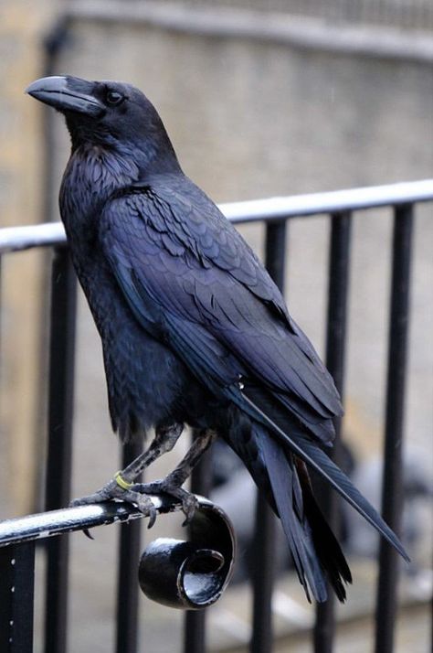 Crow Photography, Raven Flying, Raven Pictures, Crow Pictures, Crow Flying, Crows Drawing, Raven Bird, Royal Palaces, The Tower Of London