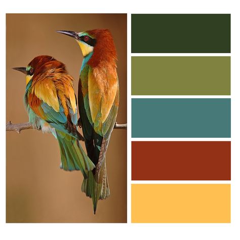 Red And Yellow Interior Design, Colors Of Nature Colour Palettes, Red Ochre Color Palette, Colourful Birds, Colors That Go With Olive Green, Yellow Ochre Colour Palettes, Bird Color Palette, Parrot Colour Palette, Birds Color Palette