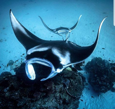 Giant Manta, National Geographic Animals, National Geographic Photography, Sea Underwater, Leagues Under The Sea, Beautiful Sea Creatures, Underwater Creatures, Underwater Life, Aquatic Animals