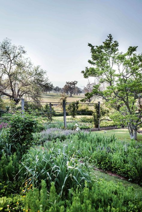 A self-seeded garlic plant sits among beds of love-in-a-mist, catmint, irises and grape hyacinths | Photography: Michael Wee Garlic Plant, Wisteria Plant, Garden Landscaping Ideas, Garden Plots, Australian Garden, Farm Garden, Farmhouse Garden, Family Garden, Inspire Me Home Decor