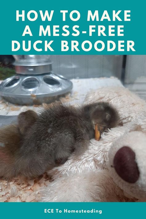 Duck Brooder, Duck Waterer, Duck Enclosure, Keeping Ducks, Duck Pens, Backyard Ducks, Duck Coop, Duck Farming, Raising Ducks