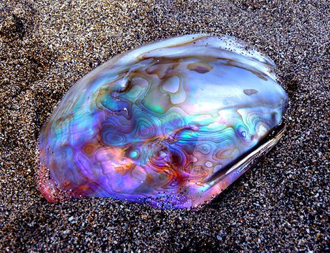 Abalone shell. Although I admire its beauty I discourage you to buy it since it comes from an animal and the market for it is so big that they probably hurt the little creatures inside of it. What do you think? Foto Macro, Ocean Treasures, She Sells Seashells, Rocks And Gems, Shell Art, Ocean Life, Gems And Minerals, Abalone Shell, Crystals Minerals