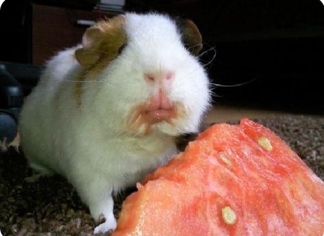 Guinea Pigs Funny, Melon Fruit, Baby Guinea Pigs, Guinea Pig Bedding, Pig Pictures, Pet Guinea Pigs, Guinea Pig Care, Cute Guinea Pigs, Cute Piggies